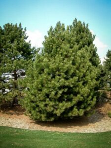 Сосна Чёрная (Pinus Nigra) купить по цене от 270.00р. в интернет-магазине «Посадика» с доставкой почтой в в Астрахани и по всей России – [изображение №1].