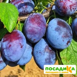 Слива Чачакская ранняя купить по цене от 229.00р. в интернет-магазине «Посадика» с доставкой почтой в в Астрахани и по всей России – [изображение №1].