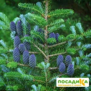 Пихта корейская (Abies koreana) купить по цене от 450.00р. в интернет-магазине «Посадика» с доставкой почтой в в Астрахани и по всей России – [изображение №1].