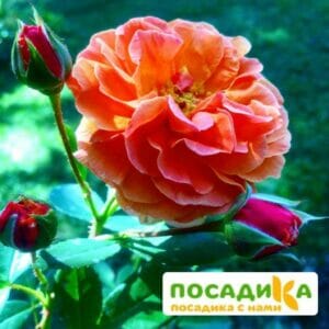 Роза Арабия купить по цене от 350.00р. в интернет-магазине «Посадика» с доставкой почтой в в Астрахани и по всей России – [изображение №1].