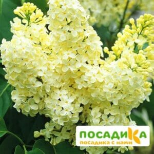 Сирень Примроуз (Primrose) купить по цене от 529.00р. в интернет-магазине «Посадика» с доставкой почтой в в Астрахани и по всей России – [изображение №1].