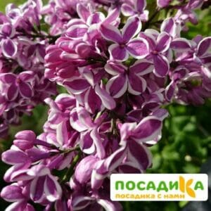 Сирень Сенсация купить по цене от 529.00р. в интернет-магазине «Посадика» с доставкой почтой в в Астрахани и по всей России – [изображение №1].