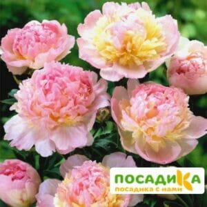 Пион Распберри Сандей (Paeonia Raspberry Sundae) купить по цене от 959р. в интернет-магазине «Посадика» с доставкой почтой в в Астрахани и по всей России – [изображение №1].