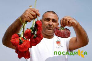 Клубника Гигант Джорнея купить по цене от 266р. в интернет-магазине «Посадика» с доставкой почтой в в Астрахани и по всей России – [изображение №1].