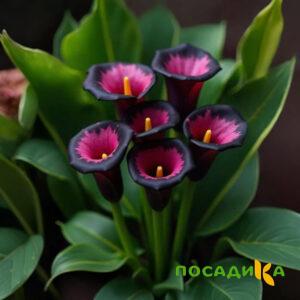Калла Аура Лейс купить по цене от 400р. в интернет-магазине «Посадика» с доставкой почтой в в Астрахани и по всей России – [изображение №1].