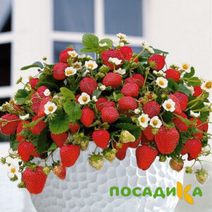 Клубника Рубиновый Шепот (горшечная) купить по цене от 240р. в интернет-магазине «Посадика» с доставкой почтой в в Астрахани и по всей России – [изображение №1].