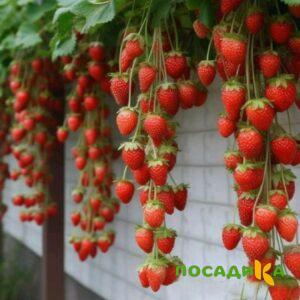 Клубника вьющаяся Комплимент купить по цене от 470р. в интернет-магазине «Посадика» с доставкой почтой в в Астрахани и по всей России – [изображение №1].