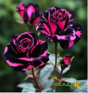 Роза Багровый Шепот купить по цене от 366р. в интернет-магазине «Посадика» с доставкой почтой в в Астрахани и по всей России – [изображение №1].