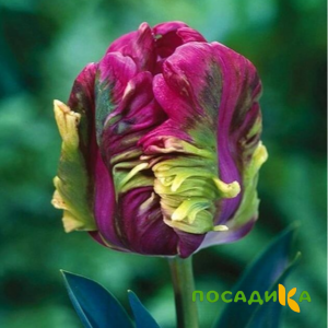 Тюльпан Экзотик Хэвен купить по цене от 186р. в интернет-магазине «Посадика» с доставкой почтой в в Астрахани и по всей России – [изображение №1].