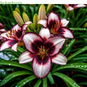 Лилейник Крим Сикл купить по цене от 799р. в интернет-магазине «Посадика» с доставкой почтой в в Астрахани и по всей России – [изображение №1].